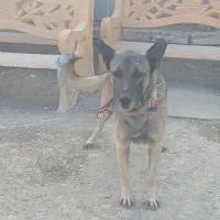 واگذاری|سگ|صباشهر, |دیوار