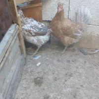 مرغ لری اصیل