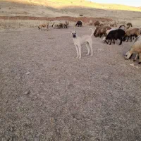 سگ شکاری وگله داری