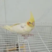 4 عدد عروس هلندی|پرنده|قرچک, پویینک|دیوار