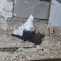 کبوتر دم سیاه