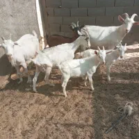 چندراس بزسانا