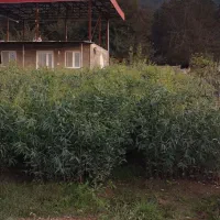 نهال اکالیپتوس