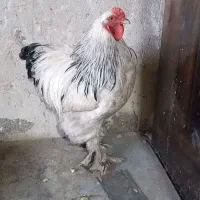 خروس برهما