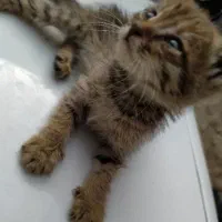واگذاری بچه گربه