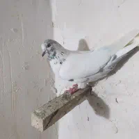 کبوتر کله خال پرشی