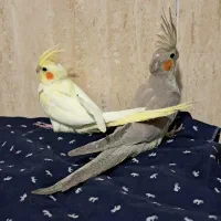 جوجه عروس هلندی