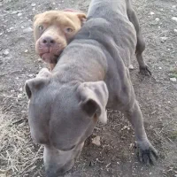 سگ گمشده|حیوانات|سرپل ذهاب, |دیوار