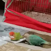 یه جفت طوطی برزیلی همراه با قفس|پرنده|اندیشه, اندیشه فاز ۱|دیوار