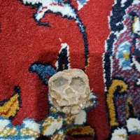 عطیقه واقعی کلکسیونی