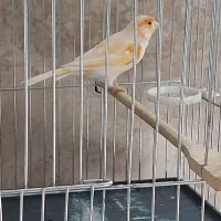 فروش قناری نر زیبا و بلند