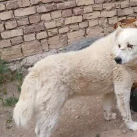 سگ گله ای به شرط