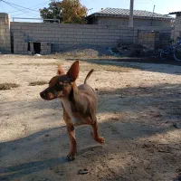 سگ پاکوتاه|سگ|گنبد کاووس, |دیوار