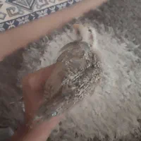 جوجه مرغ محلی کلین