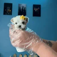 توله مالتیزکراس|سگ|شیراز, صنایع الکترونیک|دیوار