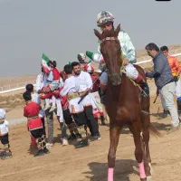 اسب ترکمن نریون|اسب و تجهیزات اسبسواری|جوین, |دیوار