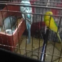 معاوضه مرغ عشق مولد