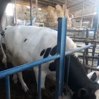 گوساله هلشتاین