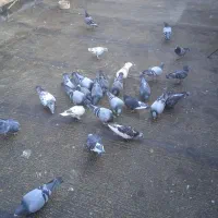 کفتر استعلام