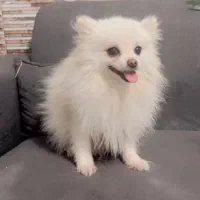 گمشده