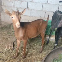 بز نر مورسیا اصل