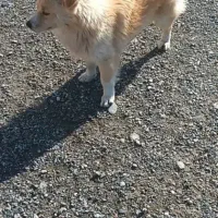 سگ شیتزو پامر