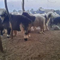 بره چاق|حیوانات مزرعه|گتوند, |دیوار