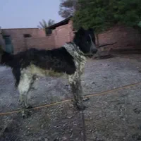 سگ قهدرجونی