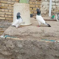 کفتر کبوتر دم سبزبگرد