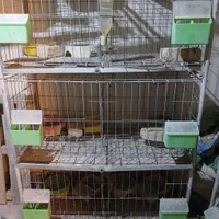 قفص قفس برای کبوتر خرقه دمگیر مرغ خروس|لوازم جانبی حیوانات|اصفهان, رزمندگان|دیوار