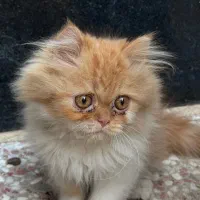 گربه توله پرشین|گربه|شیراز, درکی|دیوار