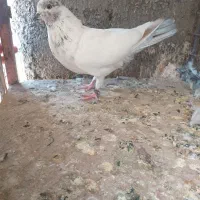 کفتر پرشی و خوب|پرنده|ساوه, |دیوار