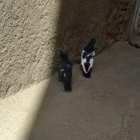 کفتر|پرنده|مشهد, کارگران|دیوار