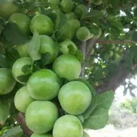 انواع نهال میوه و خشکبار