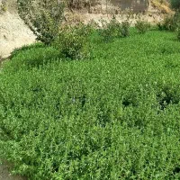بادرشمی