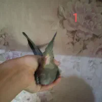 عروس ‌هلندی