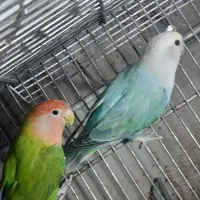 برزیلی مولد خاص ومرغ عشق هلندی