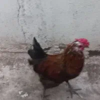 خروس گلین