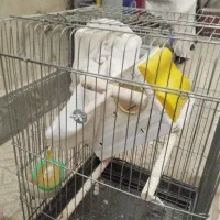 قفس پرنده با تمام لوازم|لوازم جانبی حیوانات|فردیس, شهرک شهید حسینی|دیوار