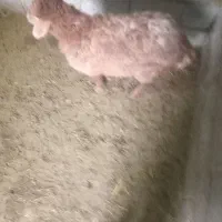 1راس بره کشتاری