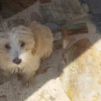 فروش سگ با قیمت مناسب