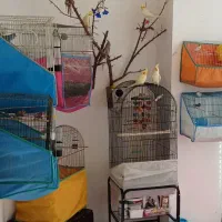 فروش عروس هلندی|پرنده|مهاجران, |دیوار