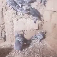 ۲۲پلاکی برا فروش سری ۱۵۰۰
