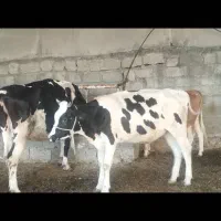 گاو ‌گوساله