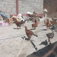 ۱۳عدد فریح و یک عدد مرغداری با ۲عددجوجه ی لاری|حیوانات مزرعه|تبریز, |دیوار