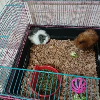 یک جفت خوکچه هندی رنگ خاص