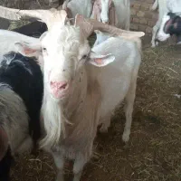 تکه نر بز
