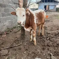 ورزا کوله چالوسی سرخ سیل