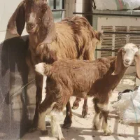 سلام 2عدد بز پاکستانی بفروش میرسد