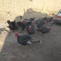 تعدادی بوقلمون اصیل